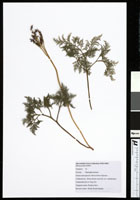 Ophioglossaceae